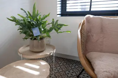 a table with a plant on it next to a chair at Huys17 in Hasselt