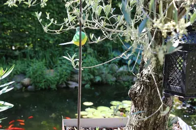 a bird on a stick in a tree next to a pond at De Tuinkamer in Lanaken