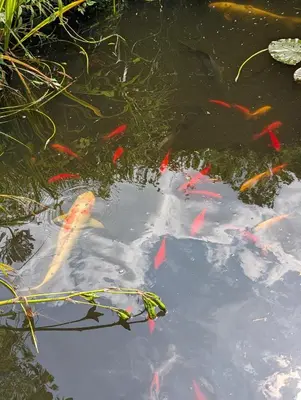 a group of koi fish swimming in a pond at De Tuinkamer in Lanaken