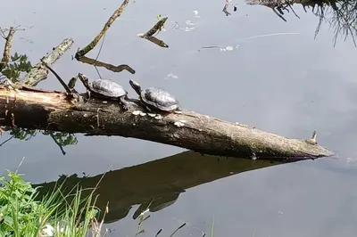 three turtles sitting on a tree branch in the water at Ferienwohnung An den Linden in Kelmis