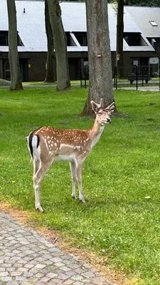 a baby deer standing in the grass next to a tree at Hengelhoef Berk 5 in Houthalen-Helchteren