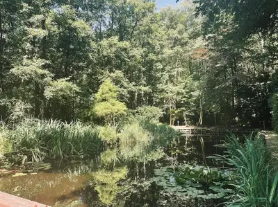 a garden with a pond with plants and trees at Prachtige chalet in het bos met sauna! in Lanaken