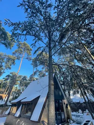 a house with a tree in front of it at Boshuisje Pinus Sonnevijver Residences in Lanaken