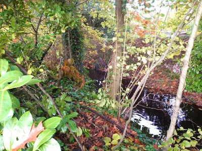 a stream in a forest with trees and plants at Vrijstaande vakantiebungalow met optimale privacy!! in Rekem