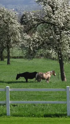 two horses standing in a field next to a fence at Appartement Hoeve Espewey - Leisure only in Hombourg