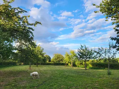 a sheep grazing in a field with trees at Charming and cosy ART DECO house in old historic farm with private natural pool and gardens with hiking and cycling trails nearby in Sint-Truiden