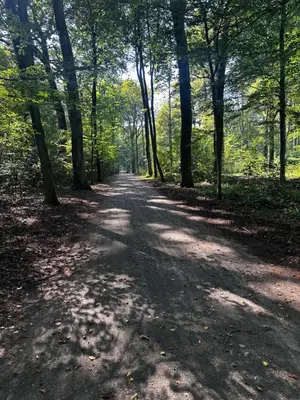 a dirt road in a wooded area with trees at Bos-Chalet bij Wijers Wandelroutes, Rust & Gezinsplezier Fijnspar 6 Hengelhoef in Houthalen-Helchteren