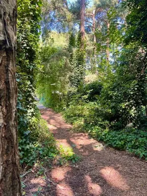 a dirt path in a forest with trees and bushes at Villa Bosrijk in Lommel