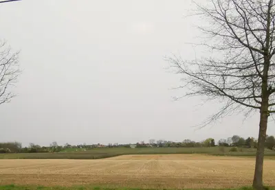 a tree in the middle of a field at Ten Velde - vakantiewoning 12 personen - sauna - bubbelbad in Hoeselt
