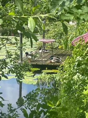 a group of ducks sitting on a raft in a pond at Lacuna VITA by Sonnevijver Residences in Lanaken