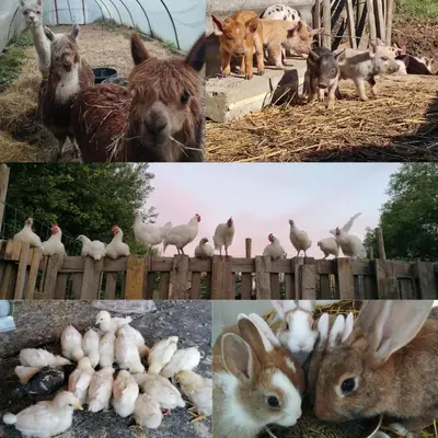 a collage of photos with animals and chickens and rabbits at Smishoeve 