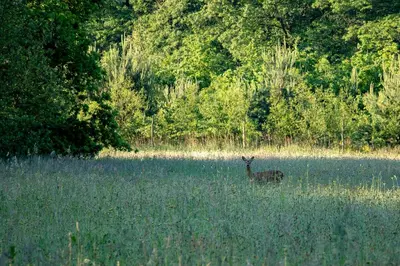 a deer standing in a field of tall grass at Tussen Heide en Bos in het Nationaal Park Hoge Kempen in Oudsbergen