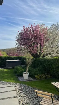 a tree with pink flowers in a pot in a garden at GP - F1 FRANCORCHAMPS - 2 Chambres in Trooz