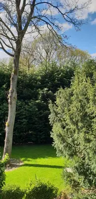 a field of green grass next to a tree at Just for sleep in Liège