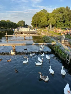 a group of ducks in the water near a bridge at De Brugdraaier - The Bridge Turner in Neerpelt