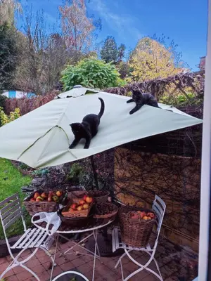two cats are sitting on top of an umbrella at Chez Marie in Liège