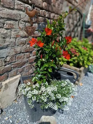 two potted plants sitting next to a brick wall at B&B Ferme du Petit Breuil in Verviers