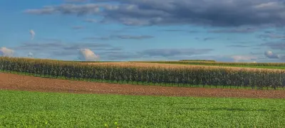 a field with a fence and a field of crops at Hoeve Hofgaarde in Heers