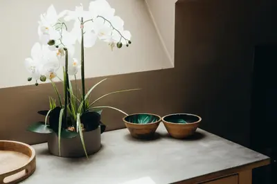three plants sitting on top of a table at L'Air du Pré by WelcHome in Verviers