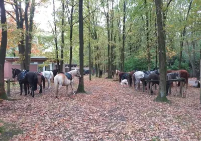 a group of horses standing in the woods at Chalet Bosrust met serre & privéparking Natuur nabij Maastricht in Lanaken