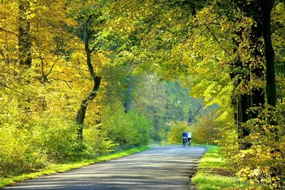 a person riding a bike down a road at Chalet Bosrust met serre & privéparking Natuur nabij Maastricht in Lanaken