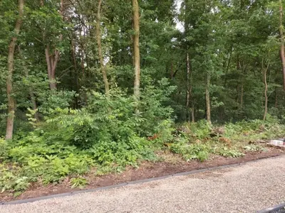 a forest filled with lots of green plants next to a road at Zutendaal Forest Retreat in Zutendaal
