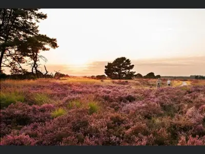two people walking through a field of purple flowers at Zutendaal Forest Retreat in Zutendaal