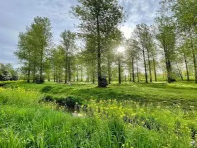 a field of grass with trees in the background at Zutendaal Forest Retreat in Zutendaal