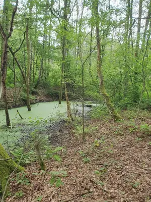 a forest with a pond in the middle at Pipowagen Harambé in Lanaken