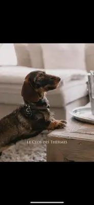 a dog sitting on the floor next to a table at Clos des Thermes-Secret Garden in Liège