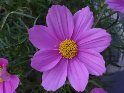 a pink flower with a yellow center at Aux Cosmos in Olne