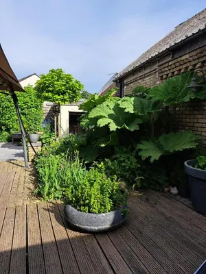 a pot of plants sitting on a wooden deck at Landbæne in Lommel