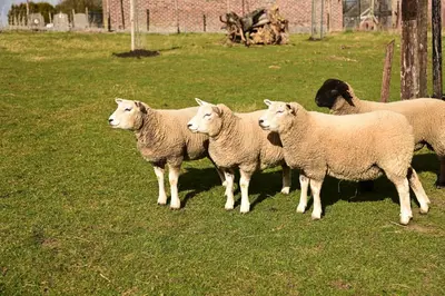a group of sheep standing in a field at Luxe loft in vierkantshoeve in Sint-Truiden