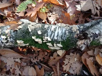 a branch with mushrooms on top of leaves at Chalet Bos en Pootjes in Lanaken