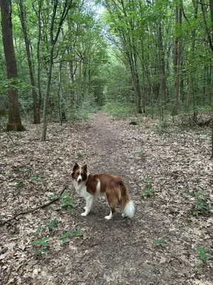 a brown and white dog standing in the woods at Chalet Bos en Pootjes in Lanaken