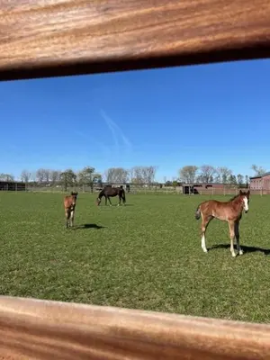 a group of horses standing in a field at 't Steenenhuys in Dilsen-Stokkem