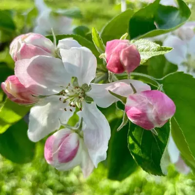 a group of pink and white flowers on a tree at Hof van Sassenbroek in Borgloon