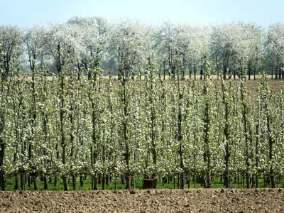 a row of trees with white flowers in a field at Cozy duplex apartment with terrace in Heers