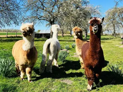a group of four llamas standing in a field at Apartment with a view of alpacas in Heers
