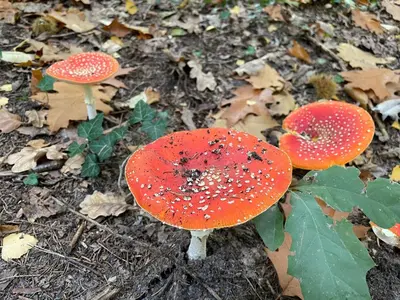 two red and white mushrooms on the ground at The Butterfly - Forest - Dog - Maastricht in Lanaken