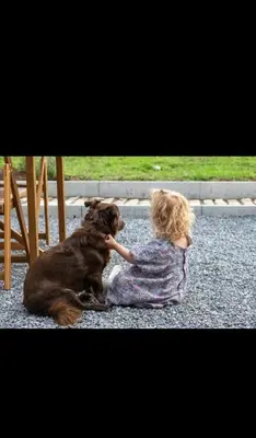 a little girl playing with a dog on the ground at Le Marzelheide 1 in Lontzen