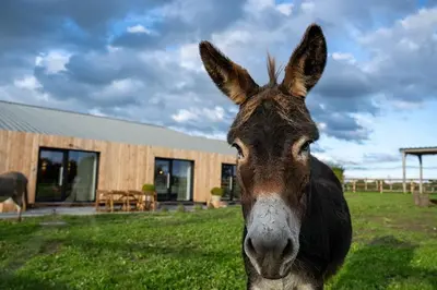 a close up of a donkey in front of a building at Le Marzelheide 2 in Lontzen
