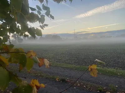 a view of a field with fog in the background at B&B De Zandput in Balen