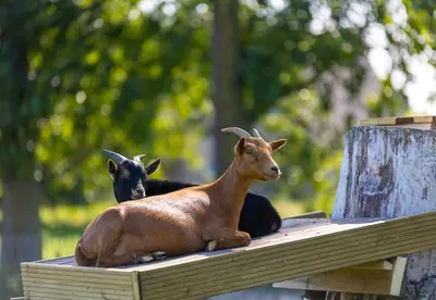 two goats sitting on top of a wooden beam at Camping Papillon Kinrooi - 86 in Kinrooi