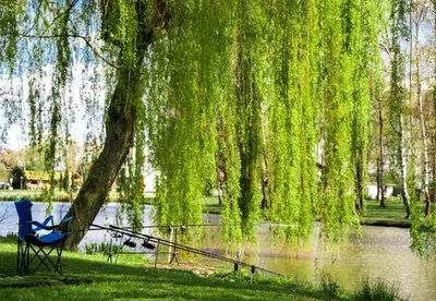 a chair under a weeping willow tree next to a lake at Camping Papillon Kinrooi - Vakantiehuis Premium 4P in Kinrooi