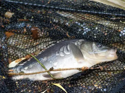 a dead fish sitting on the ground at Fishing Chalet, Opglabbeek in Oudsbergen