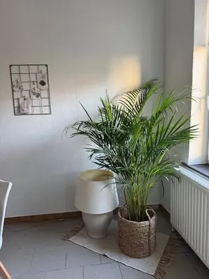 a bathroom with a toilet and a potted plant at Charming Apartment in Lontzen on 72 m² in Lontzen