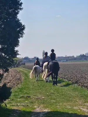 a group of people riding horses on a field at Glamping met paarden in Nieuwerkerken