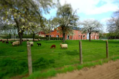 a herd of sheep grazing in a field at DE SMISHOEVE met kinderpret, dieren en wellness in Heers