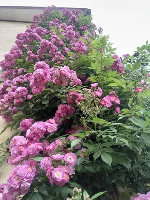 a bunch of purple flowers in a garden at De Blauwe Maaten in Neerglabbeek